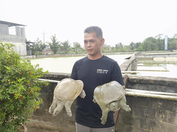生态铸就“水中黄金” 金田黄沙鳖俏销海内外